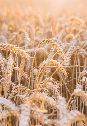 Light & Diet Dark Chocolate